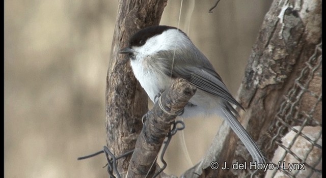 Marsh Tit - ML201365781