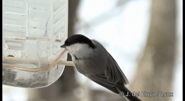 Marsh Tit - ML201365791