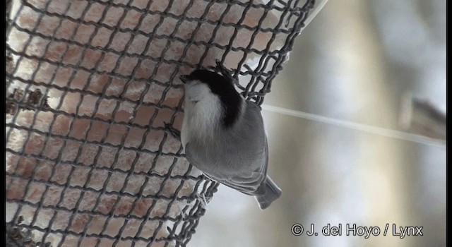 Marsh Tit - ML201365801