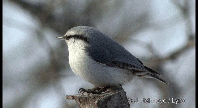 Eurasian Nuthatch (White-bellied) - ML201365841