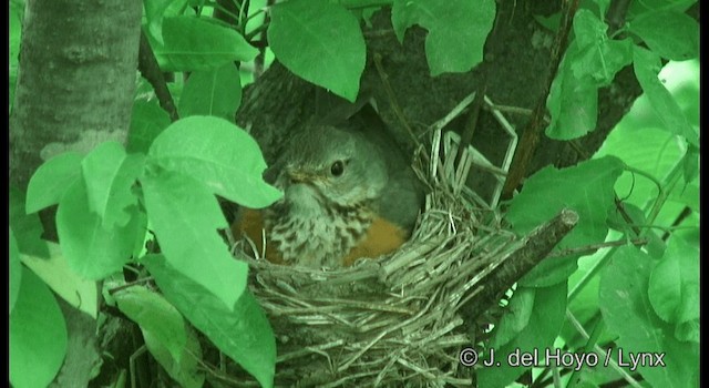 Gray-backed Thrush - ML201365881