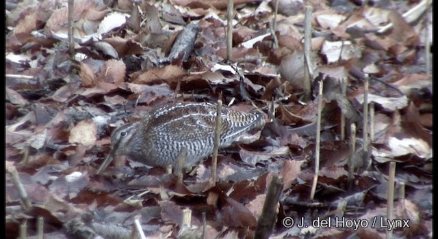 Solitary Snipe - ML201365921