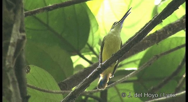 Little Spiderhunter - ML201365961