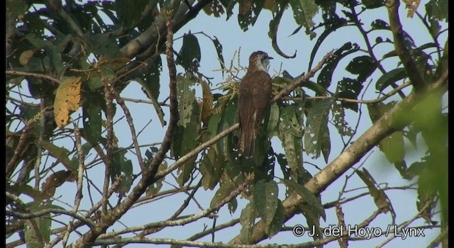 Banded Bay Cuckoo - ML201365981