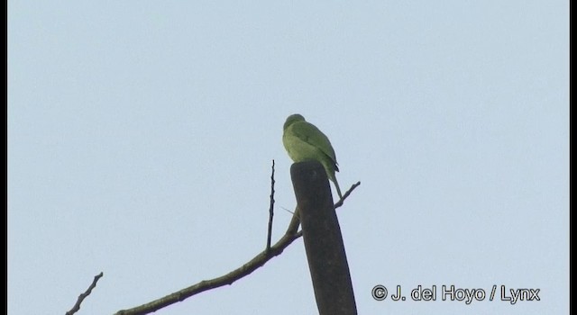 Verdin à front d'or - ML201365991