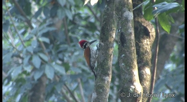 Malabar Flameback - ML201366001