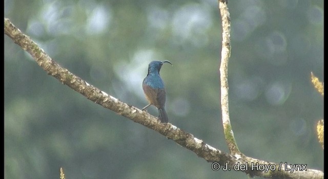 Loten's Sunbird - ML201366041