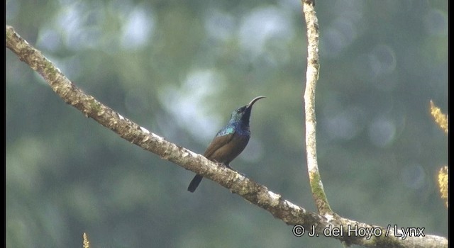 Loten's Sunbird - ML201366051