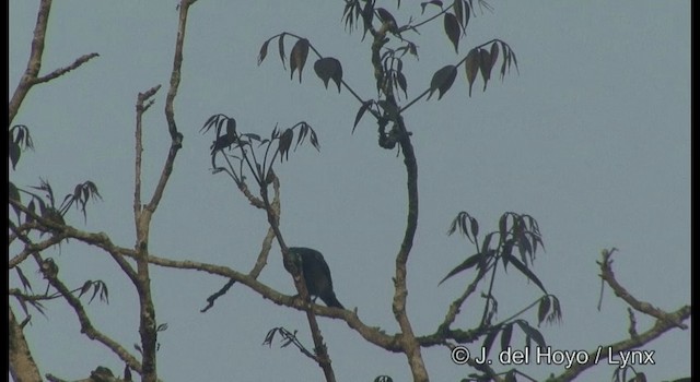 Lotennektarvogel - ML201366061