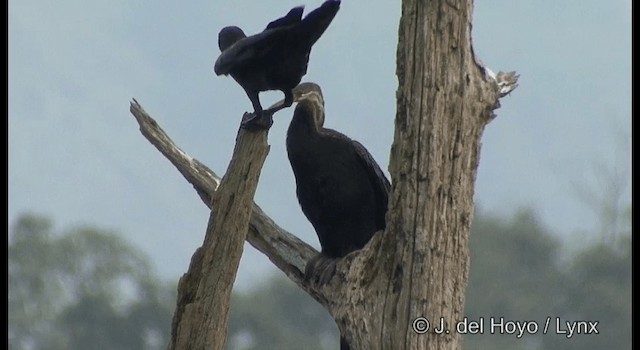Large-billed Crow (Indian Jungle) - ML201366071