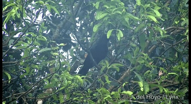 Large-billed Crow (Indian Jungle) - ML201366081