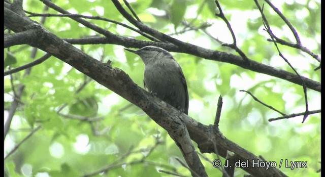 Snowy-browed Nuthatch - ML201366141