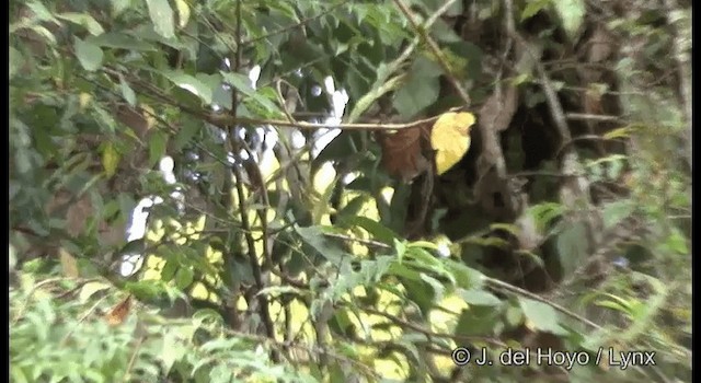 Yellow-breasted Flowerpecker - ML201366171