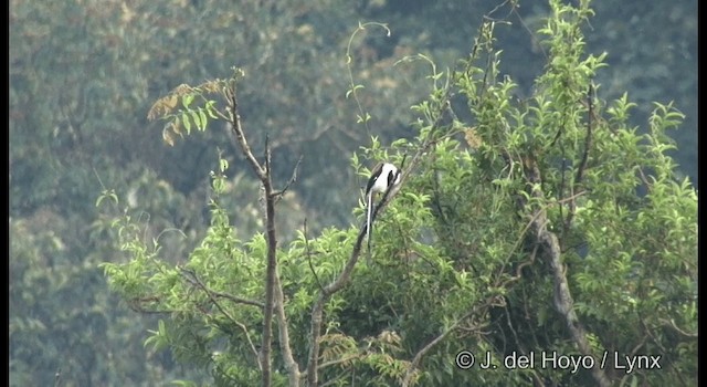 White-bellied Treepie - ML201366191