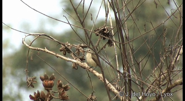 Nilgiri Flowerpecker - ML201366201