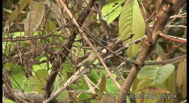 Nilgiri Flowerpecker - ML201366211