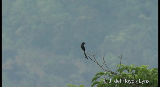 askedrongo (longicaudatus gr.) - ML201366231