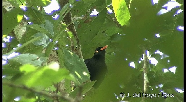 Southern Hill Myna - ML201366261