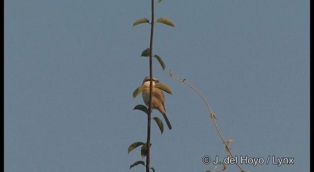 Brown Shrike (Brown) - ML201366271