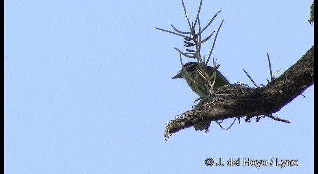 White-cheeked Barbet - ML201366291