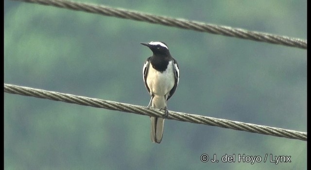 White-browed Wagtail - ML201366311