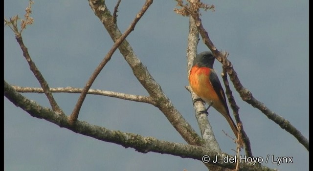 Zwergmennigvogel - ML201366341