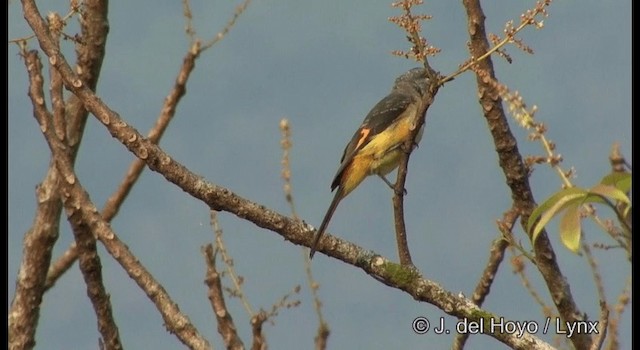 Zwergmennigvogel - ML201366351