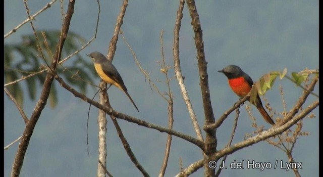 Minivet oranor - ML201366361