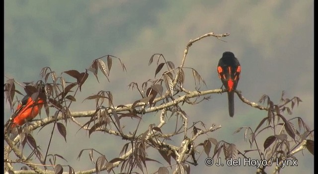 Orange Minivet - ML201366371