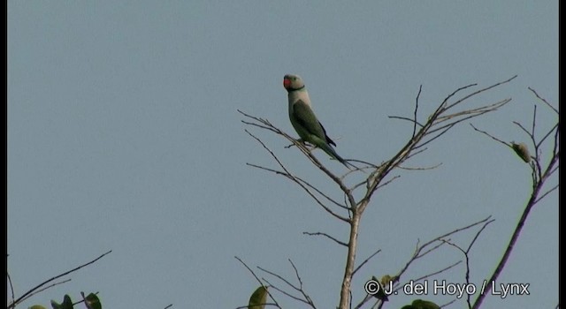 Malabar Yeşil Papağanı - ML201366401