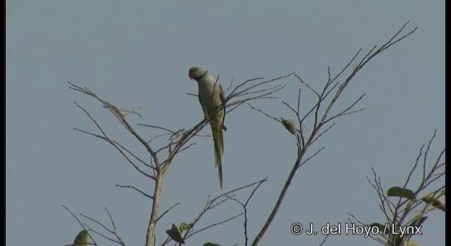 Malabar Yeşil Papağanı - ML201366411
