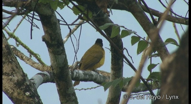 Flame-throated Bulbul - ML201366431