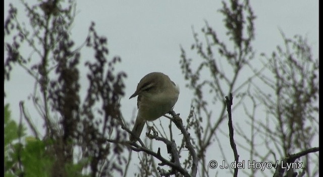 Black-browed Reed Warbler - ML201366451