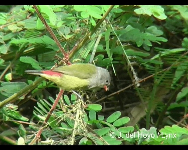 Yellow-bellied Waxbill - ML201366471