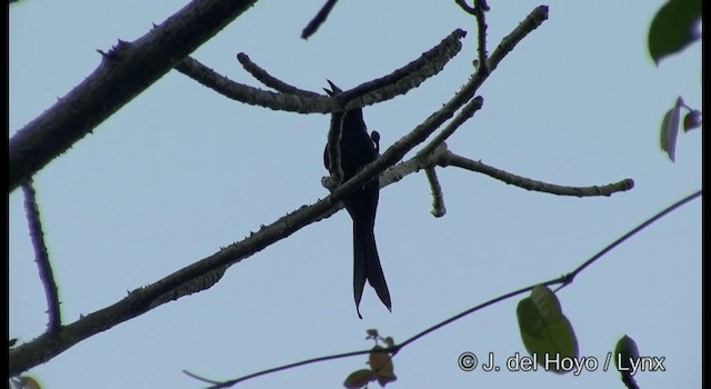 Andaman Drongo - ML201366541