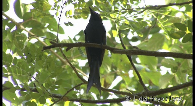 Andaman Drongo - ML201366551