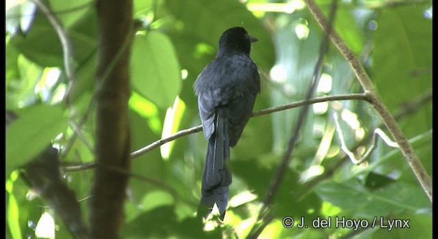 Drongo de Andamán - ML201366561