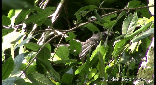 Andaman Drongo - ML201366571