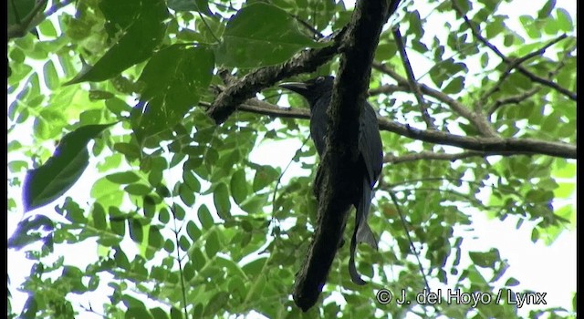 Drongo des Andaman - ML201366581