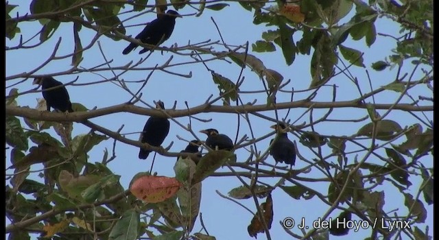Common Hill Myna (Common) - ML201366631
