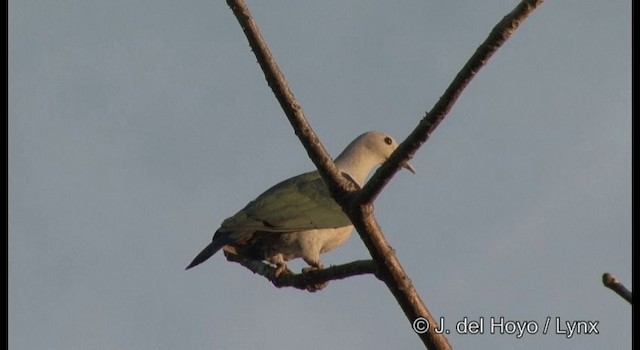 Green Imperial-Pigeon (Green) - ML201366641