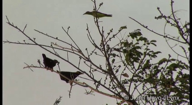 Common Hill Myna (Common) - ML201366651