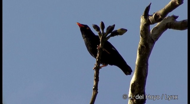 Common Hill Myna (Common) - ML201366661