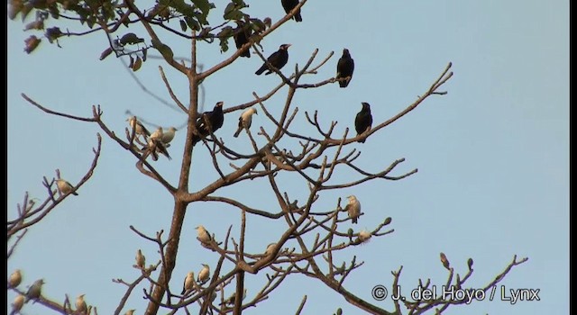 Common Hill Myna (Common) - ML201366671