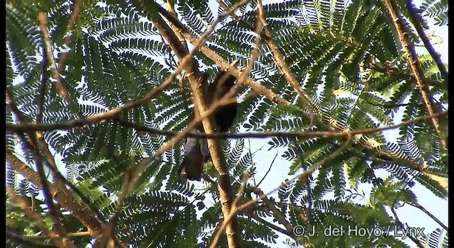 Asian Fairy-bluebird - ML201366691