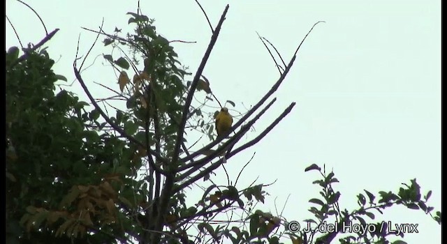 Black-naped Oriole (Sunda) - ML201366751