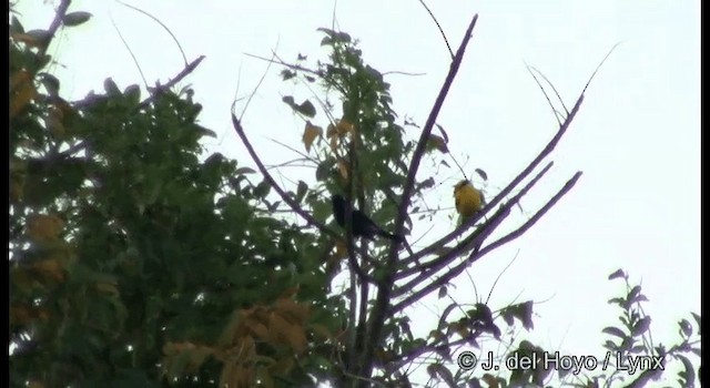 Black-naped Oriole (Sunda) - ML201366761