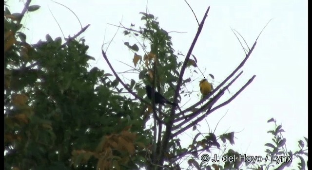 Black-naped Oriole (Sunda) - ML201366761