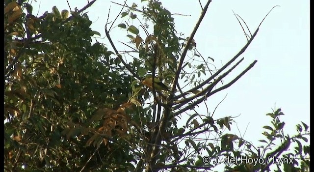 Black-naped Oriole (Sunda) - ML201366771