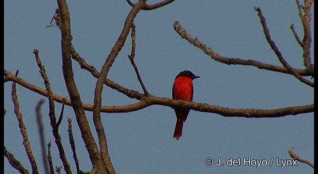 Scarlet Minivet (Scarlet) - ML201366781